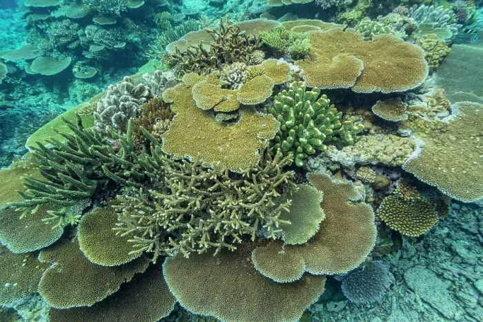 Framed Print : A myriad of hard and soft corals at Vatu-I-Ra Conservation Park on Viti Levu, Fiji, South Pacific, Pacific Framed Print : A myriad of hard and soft corals at Vatu-I-Ra Conservation Park on Viti Levu, Fiji, South Pacific, Pacific
