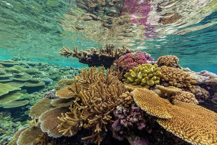 Framed Print : A myriad of hard and soft corals at Vatu-I-Ra Conservation Park on Viti Levu, Fiji, South Pacific, Pacific