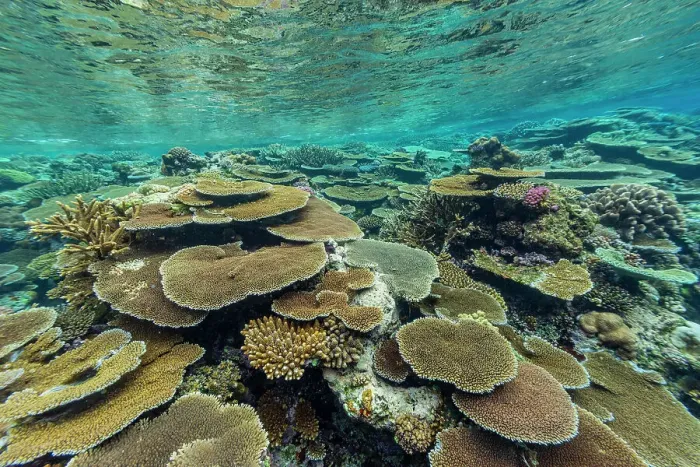 Framed Print : A myriad of hard and soft corals at Vatu-I-Ra Conservation Park on Viti Levu, Fiji, South Pacific, Pacific Framed Print : A myriad of hard and soft corals at Vatu-I-Ra Conservation Park on Viti Levu, Fiji, South Pacific, Pacific