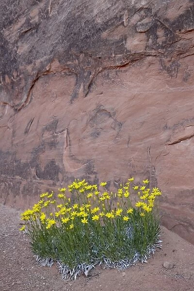 Nakedstem bahia (Platyschkuhria integrifolia), Arches National Park, Utah