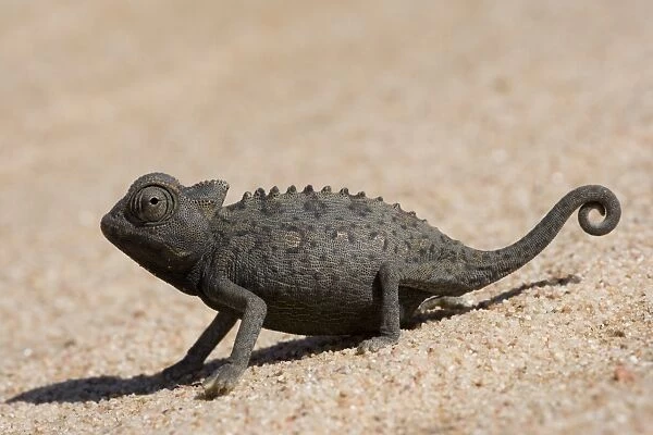 Namaqua chameleon (Chamaeleo namaquensis)