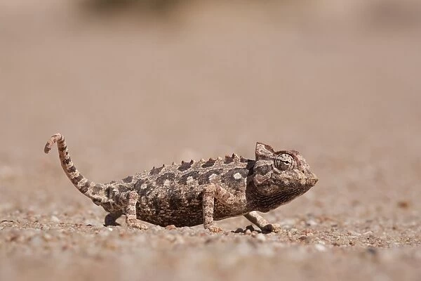 Namaqua chameleon (Chamaeleo namaquensis), Namib desert, Namibia, Africa