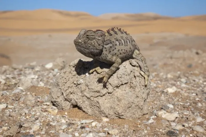 Framed Print : Namaqua chameleon (Chamaeleo namaquensis), Namib Desert, Namibia, Africa Framed Print : Namaqua chameleon (Chamaeleo namaquensis), Namib Desert, Namibia, Africa