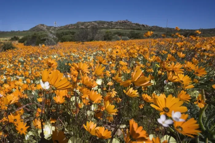 Framed Print : Namaqualand daisies (Dimorphotheca sinuata) Framed Print : Namaqualand daisies (Dimorphotheca sinuata)