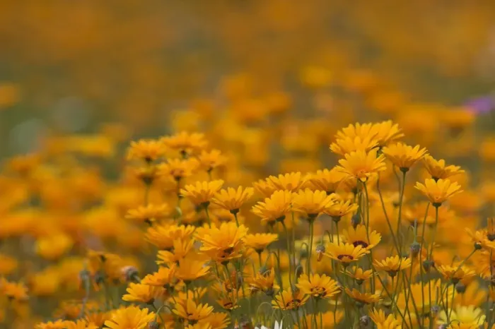 Framed Print : Namaqualand daisies in spring annual flower display Framed Print : Namaqualand daisies in spring annual flower display