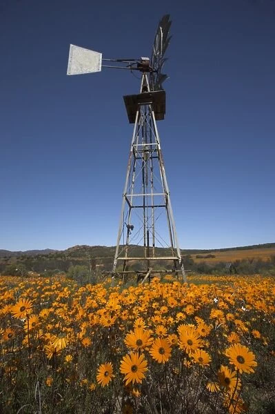 Namaqualand daisies and windmill in Namaqua National Park