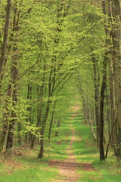 Framed Print : Narrow path through the trees in woodland, Forest of Brotonne, near Routout Framed Print : Narrow path through the trees in woodland, Forest of Brotonne, near Routout