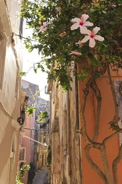 Narrow street and hibiscus flowers, Old Town, Corfu Town, UNESCO World Heritage Site, Corfu, Ionian Islands, Greek Islands, Greece, Europe