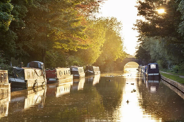 Narrowboats moored on the Kennet and Avon Canal at sunset, Kintbury, Berkshire, England