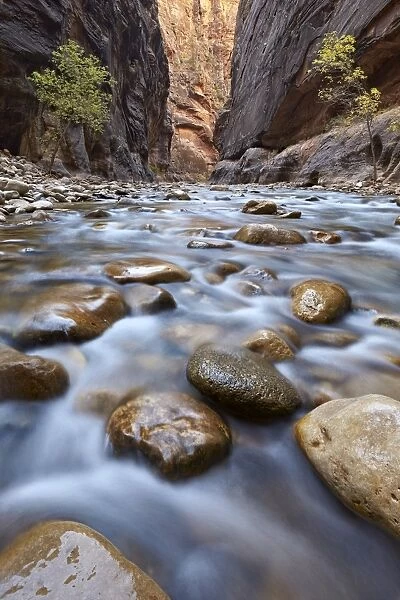 The Narrows of the Virgin River in the fall, Zion National Park, Utah, United States of America