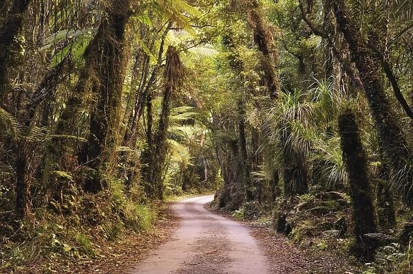 Native Forest, Lake Mahinapua, West Coast, South Island, New Zealand, Pacific