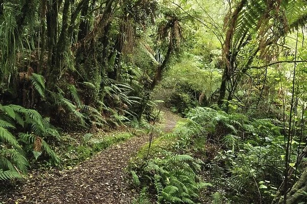 Native Forest, Lake Mahinapua, West Coast, South Island, New Zealand, Pacific