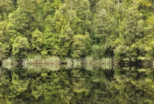 Native forest, Lake Matheson, Westland Tai Poutini National Park, UNESCO World Heritage Site