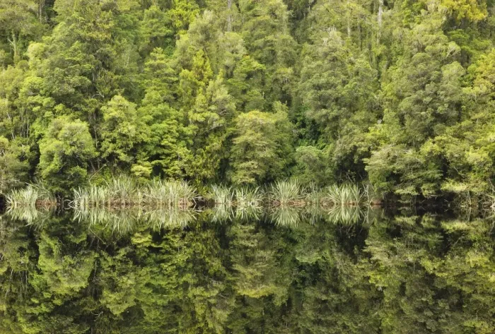 Framed Print : Native forest, Lake Matheson, Westland Tai Poutini National Park, UNESCO World Heritage Site Framed Print : Native forest, Lake Matheson, Westland Tai Poutini National Park, UNESCO World Heritage Site