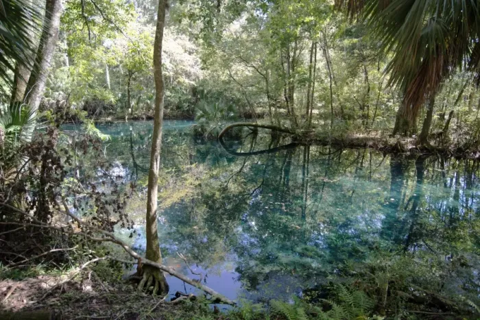 Framed Print : Natural Springs at Silver Springs State Park, where the original Johnny Weismuller Framed Print : Natural Springs at Silver Springs State Park, where the original Johnny Weismuller