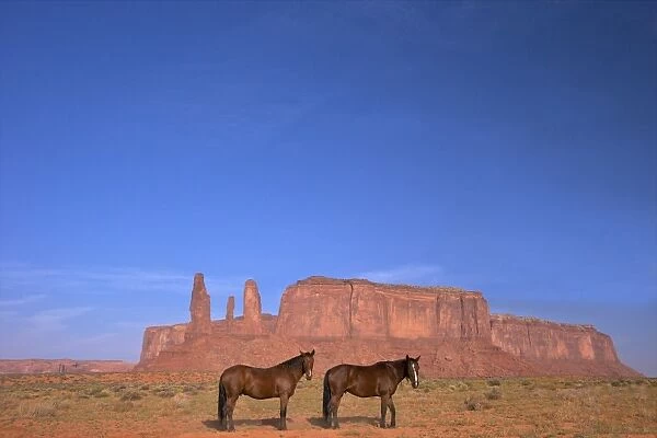 Two Navajo horses, Monument Valley Navajo Tribal Park, Utah, United States of America, North America