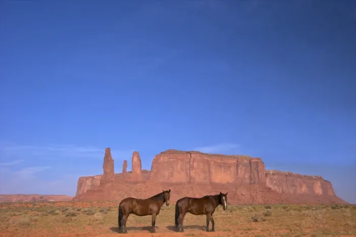 Framed Print : Two Navajo horses, Monument Valley Navajo Tribal Park, Utah, United States of America, North America Framed Print : Two Navajo horses, Monument Valley Navajo Tribal Park, Utah, United States of America, North America