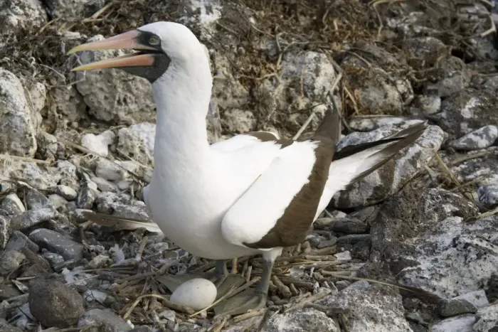 Framed Print : Nazca booby nesting, Espanola Island, Galapagos, Ecuador, South America Framed Print : Nazca booby nesting, Espanola Island, Galapagos, Ecuador, South America