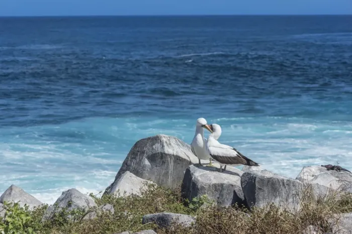Framed Print : Nazca booby (Sula granti), Hispanola Island, Galapagos, UNESCO World Heritage Site, Ecuador, South America Framed Print : Nazca booby (Sula granti), Hispanola Island, Galapagos, UNESCO World Heritage Site, Ecuador, South America