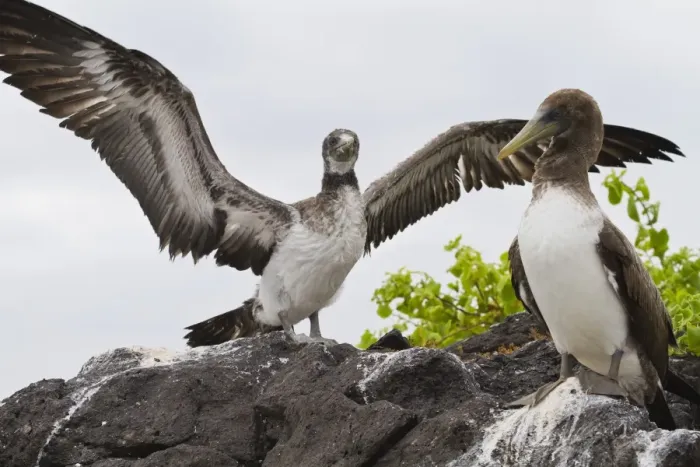 Framed Print : Nazca booby (Sula grantii) chick, Punta Suarez, Santiago Island, Galapagos Islands, Ecuador, South America Framed Print : Nazca booby (Sula grantii) chick, Punta Suarez, Santiago Island, Galapagos Islands, Ecuador, South America