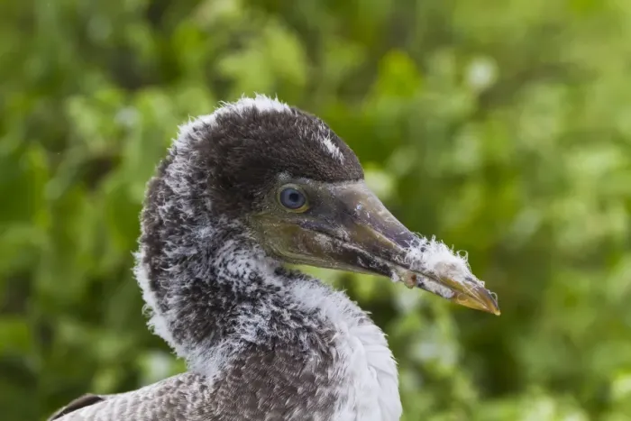 Framed Print : Nazca booby (Sula grantii) chick, Punta Suarez, Santiago Island, Galapagos Islands, Ecuador, South America