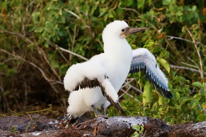 Framed Print : Nazca booby (Sula grantii) downy chick stretching its wings to gather strength for flight in the Galapagos Islands, UNESCO World Heritage Site, Ecuador, South America Framed Print : Nazca booby (Sula grantii) downy chick stretching its wings to gather strength for flight in the Galapagos Islands, UNESCO World Heritage Site, Ecuador, South America