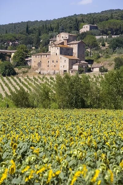 Near Siena, Val d Orcia, Tuscany, Italy, Europe
