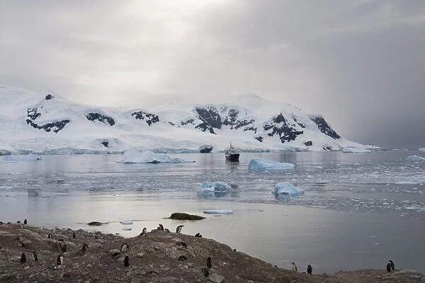 Neko Harbour, Antarctic Peninsula, Antarctica, Polar Regions