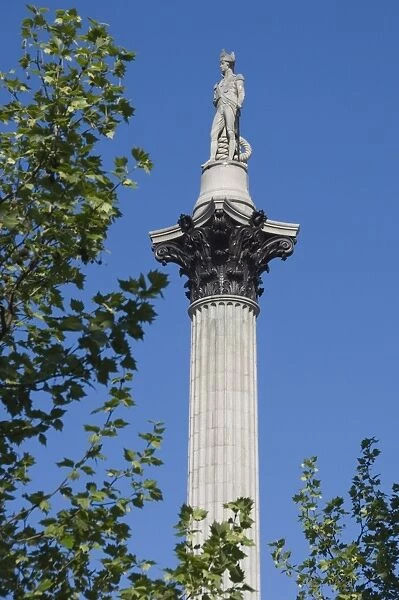 Nelsons column, Trafalgar Square, London, England, United Kingdom, Europe