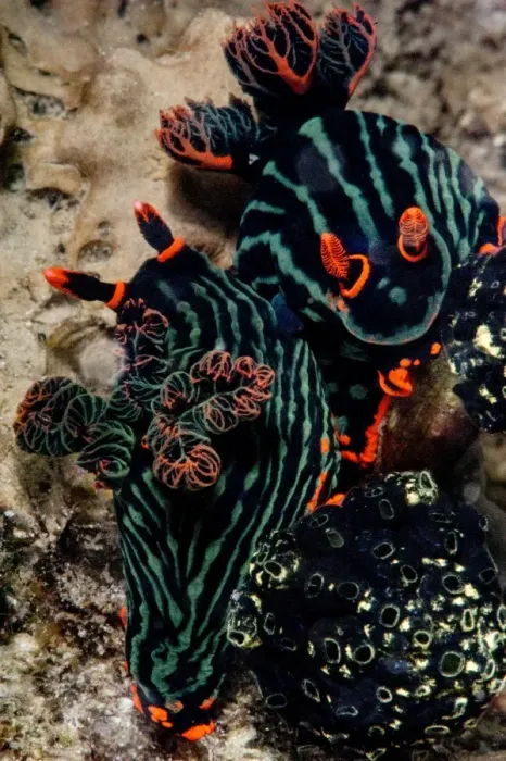 Framed Print : Nembrotha kubaryana nudibranches mating, Sulawesi, Indonesia, Southeast Asia, Asia Framed Print : Nembrotha kubaryana nudibranches mating, Sulawesi, Indonesia, Southeast Asia, Asia