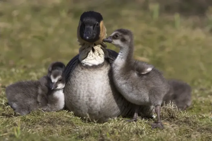 Framed Print : Nene, Branta sandvicensis, Hawaiian goose with goslings, captive at Martin Mere Wildfowl Framed Print : Nene, Branta sandvicensis, Hawaiian goose with goslings, captive at Martin Mere Wildfowl