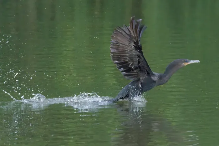Framed Print : Neotropical Cormorant (Phalacrocorax brasilianus) taking off from water, Manu National Park, Peruvian Amazon, Peru, South America Framed Print : Neotropical Cormorant (Phalacrocorax brasilianus) taking off from water, Manu National Park, Peruvian Amazon, Peru, South America