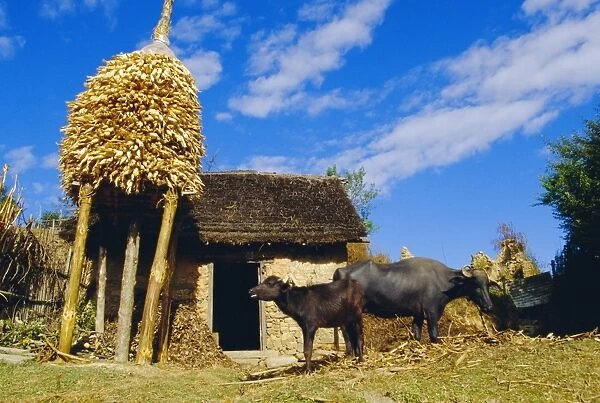 Nepalese countryside house