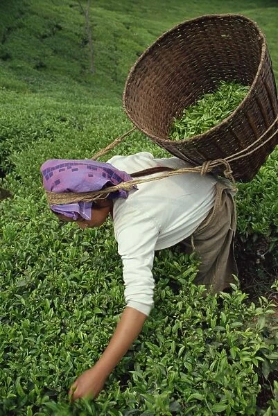 Nepali tea picker