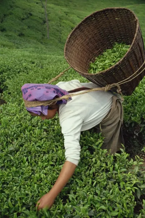 Framed Print : Nepali tea picker Framed Print : Nepali tea picker