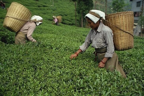 Nepali tea pickers