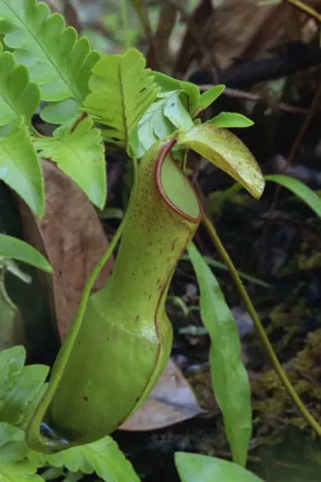 Framed Print : Nepenthes reinwardtiana
