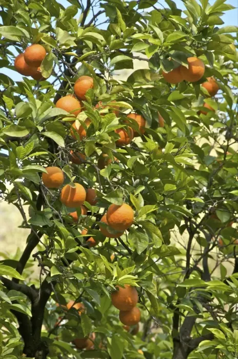 Framed Print : Neroli orange flowers and oranges in gardens of Reales Alcazares (Alcazar Palace Gardens) Framed Print : Neroli orange flowers and oranges in gardens of Reales Alcazares (Alcazar Palace Gardens)