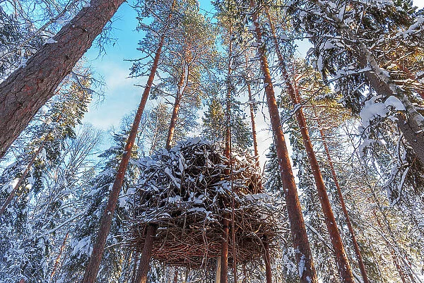 The nest, the new concept of the last accommodation on top of trees of the Tree Hotel in Harads, winter view, Norrbotten county, Swedish Lapland, Sweden, Scandinavia, Europe