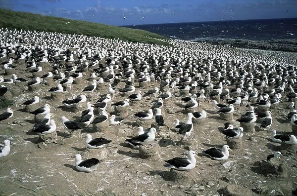 Nesting black-browed albatross, Steeple Jason island, Falkland Islands, South America