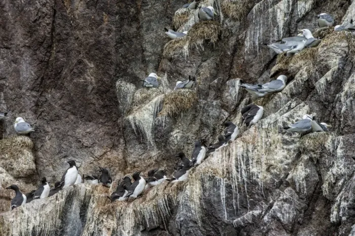 Framed Print : Nesting black-legged kittiwakes (Rissa tridactyla tridactyla), Herald Island, UNESCO World Heritage Site, Chuckchi Sea, Chukotka, Russia, Eurasia Framed Print : Nesting black-legged kittiwakes (Rissa tridactyla tridactyla), Herald Island, UNESCO World Heritage Site, Chuckchi Sea, Chukotka, Russia, Eurasia