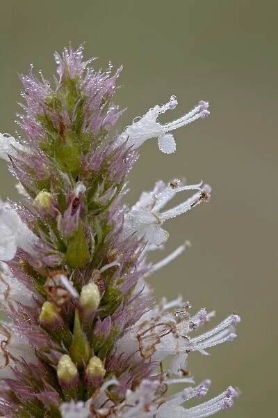 Nettleleaf horsemint (Agastache urticifolia) bloom with dew, Gunnison National Forest