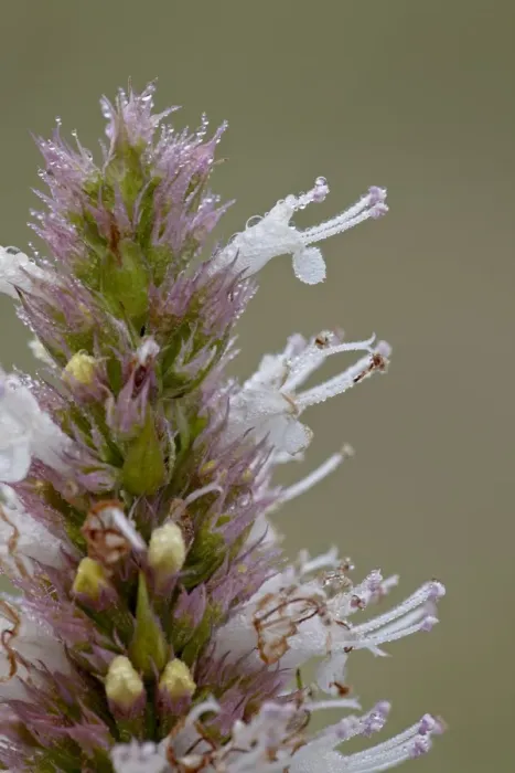 Framed Print : Nettleleaf horsemint (Agastache urticifolia) bloom with dew, Gunnison National Forest Framed Print : Nettleleaf horsemint (Agastache urticifolia) bloom with dew, Gunnison National Forest