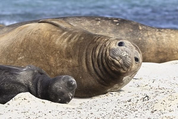 New born southern elephant seal (Mirounga leonina) pup with mother, Sea Lion Island, Falkland Islands, South America