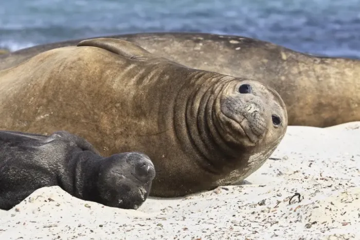 Framed Print : New born southern elephant seal (Mirounga leonina) pup with mother, Sea Lion Island, Falkland Islands, South America Framed Print : New born southern elephant seal (Mirounga leonina) pup with mother, Sea Lion Island, Falkland Islands, South America