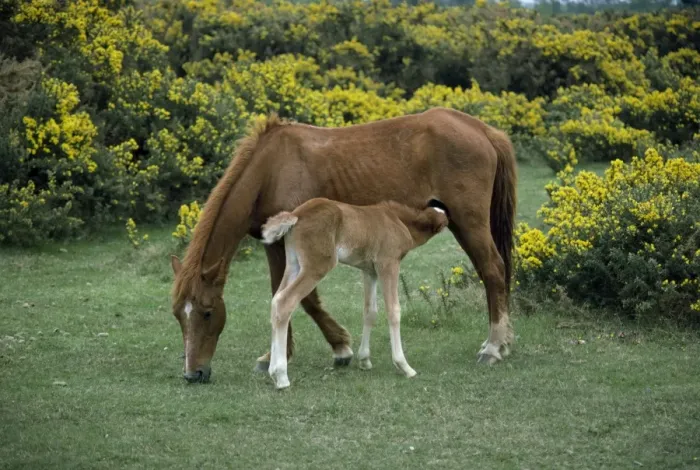 Framed Print : New Forest pony and suckling foal, Hampshire, England, United Kingdom, Europe Framed Print : New Forest pony and suckling foal, Hampshire, England, United Kingdom, Europe