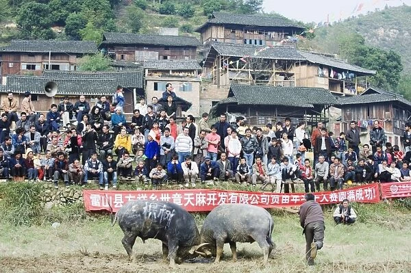New Year bull fighting festival in the Miao village of Xijiang, Guizhou Province