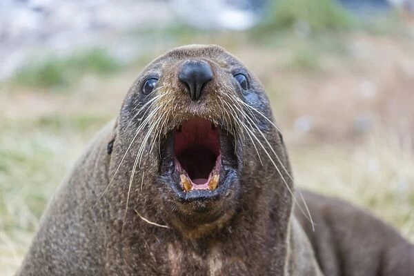 New Zealand fur seal (Arctocephalus forsteri) hauled out near Dunedin, South Island, New Zealand, Pacific