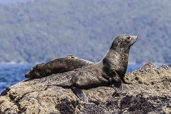 New Zealand fur seals (Arctocephalus forsteri) hauled out in Dusky Sound, South Island, New Zealand, Pacific
