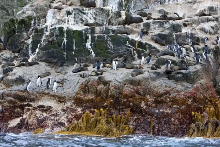 Framed Print : New Zealand fur seals and erect-crested penguins, Bounty Island, Sub-Antarctic Framed Print : New Zealand fur seals and erect-crested penguins, Bounty Island, Sub-Antarctic